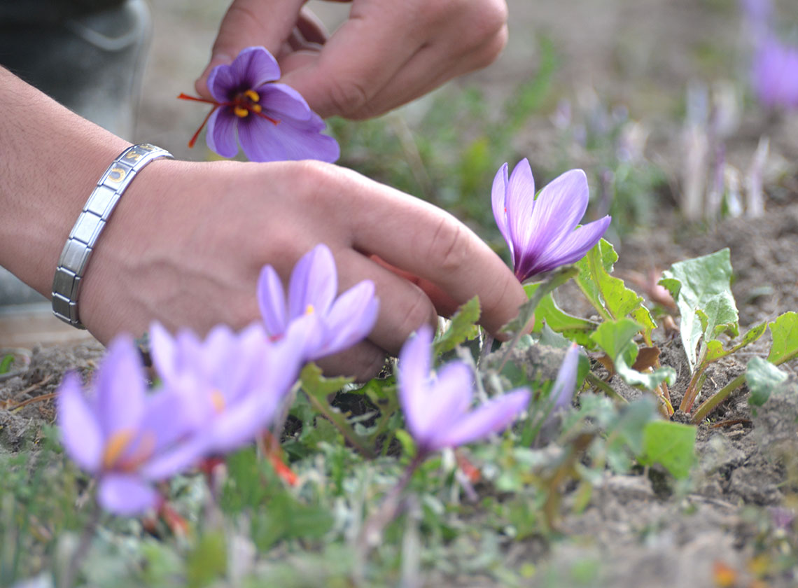 Raccolta fiori di zafferano